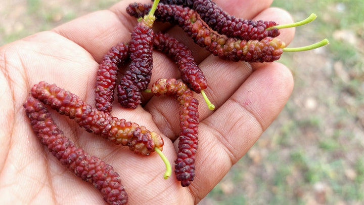 Pakistan Mulberry Tree