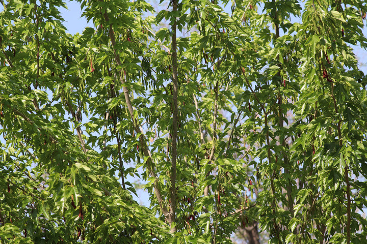 Pakistan Mulberry Tree