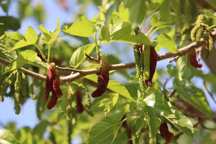 Pakistan Mulberry Tree