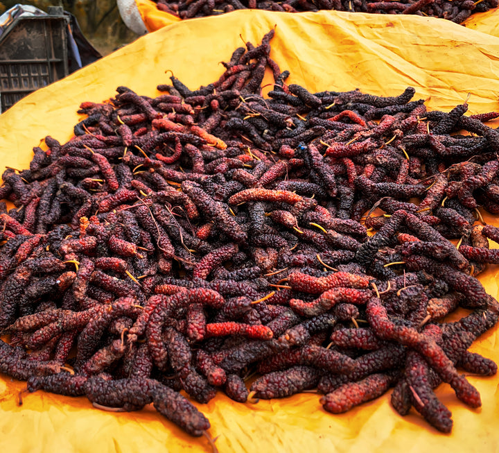 Pakistan Mulberry Tree