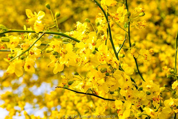 Cercidium 'Desert Museum' Low Branch Palo Verde - 24" Box