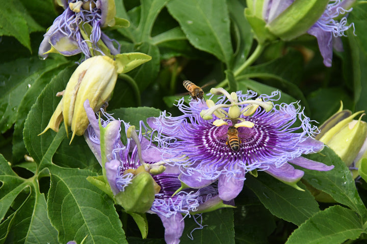 Passion Fruit Vine -  15 Gallon