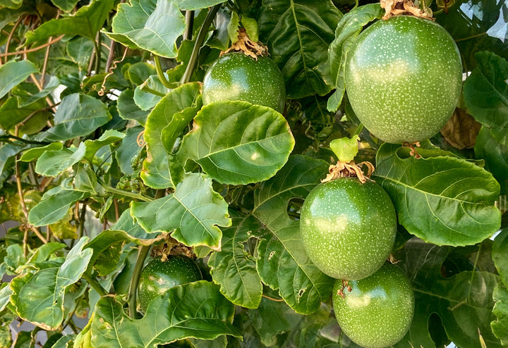 Passion Fruit Vine -  15 Gallon