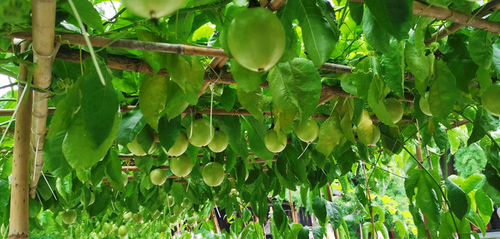 Passion Fruit Vine -  15 Gallon