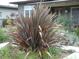 Phormium tenax 'Atropurpureum' ('Bronze')('Purpureum') New Zealand Flax tenax 'Atropurpureum'  - 5 Gallon