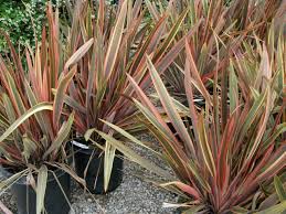 Phormium 'Maori Queen' ('Rainbow Queen') New Zealand Flax 'Maori Queen' ('Rainbow Queen') - 5 Gallon