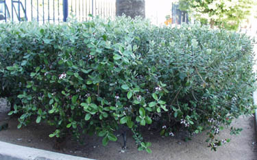 Pineapple Guava - 15 Gallon Bush