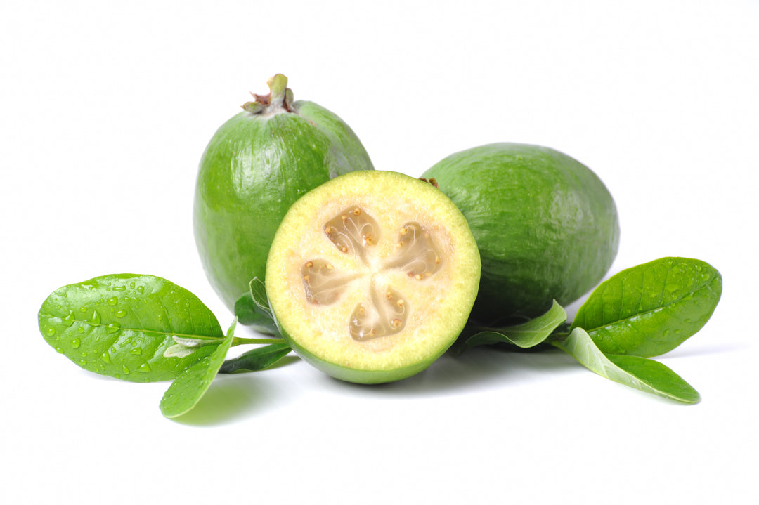 Pineapple Guava - 15 Gallon Bush