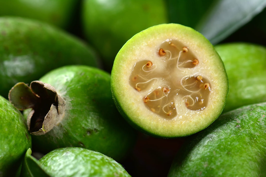 Pin Guava Pineapple Guava - 15 Gallon Bush