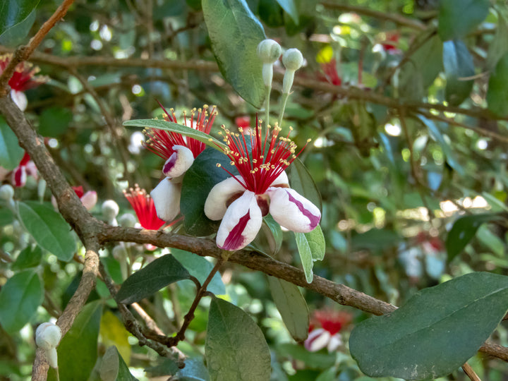 Pineapple Guava - 15 Gallon Bush
