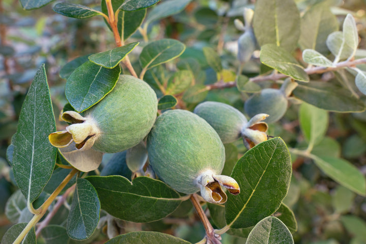 Pineapple Guava - 15 Gallon Bush