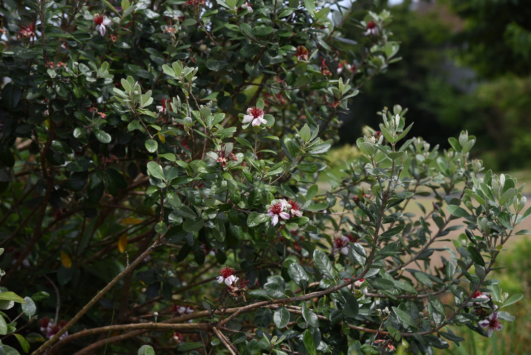 landscape pineapple guava plant Pineapple Guava