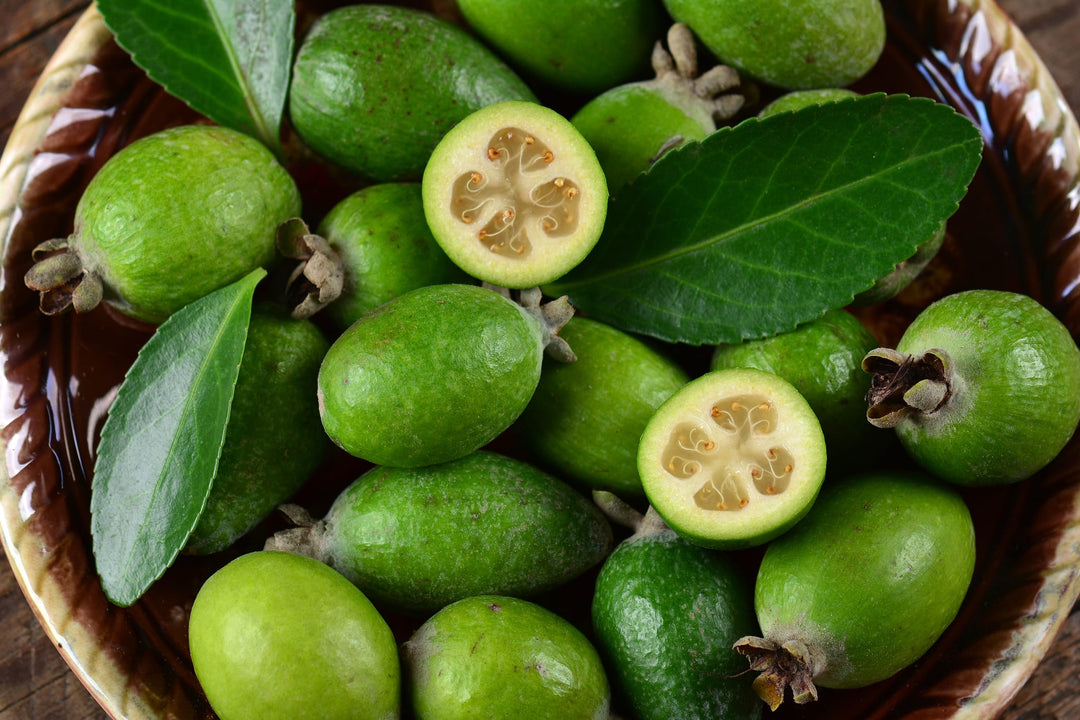 Pin Guava Pineapple Guava - 15 Gallon Bush