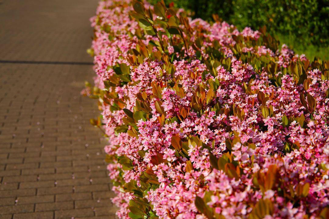 Pink Lady Indian Hawthorn