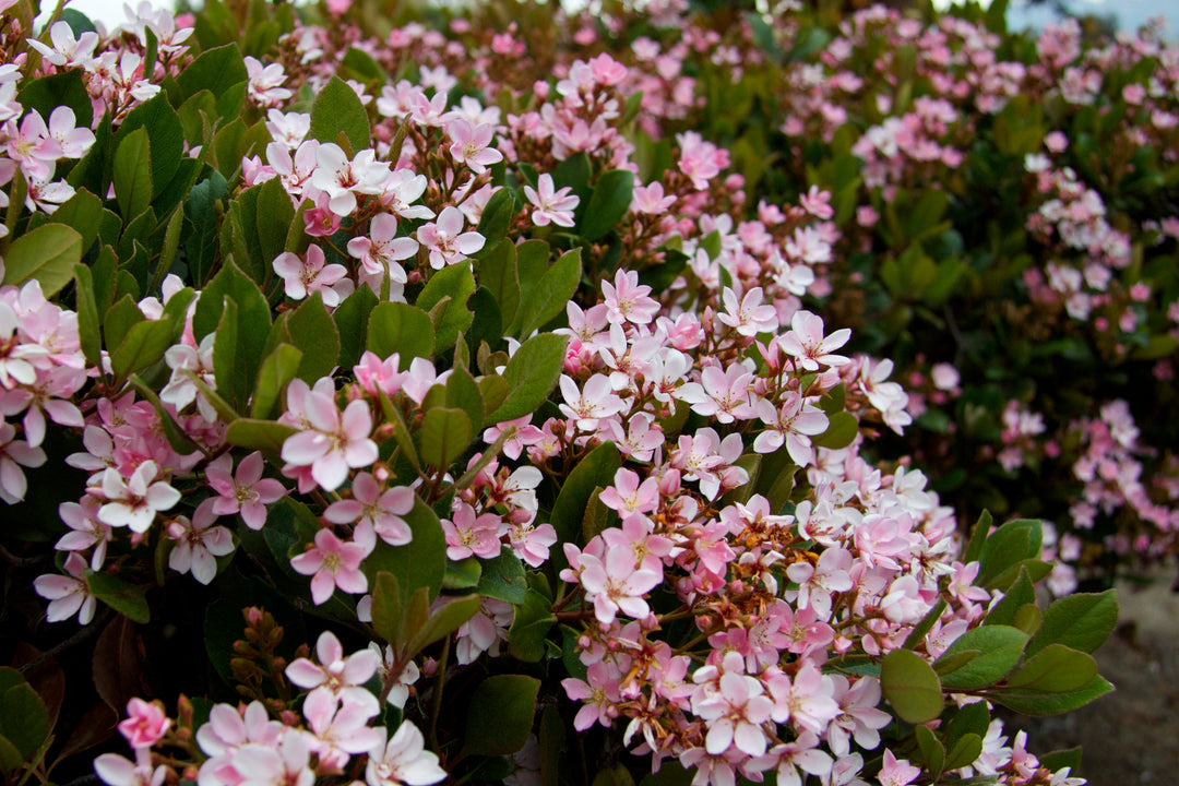 Pink Lady Indian Hawthorn