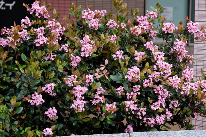 Pink Lady Indian Hawthorn