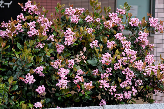 Pinkladyindianhawthorn Plant