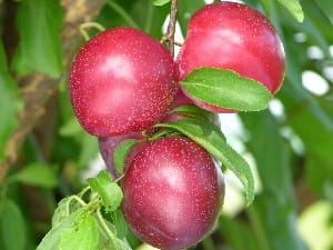Santa Rosa Plum Tree - 15 Gallon