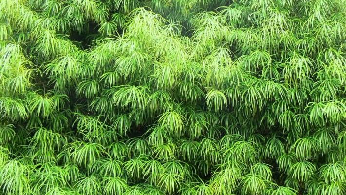 Podocarpus Gracilior - 15 Gallon Column