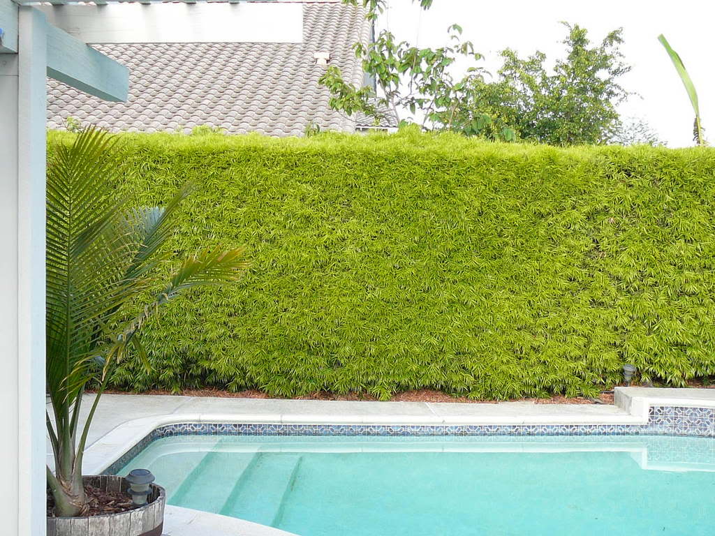 Podocarpus Gracilior - 15 Gallon Column