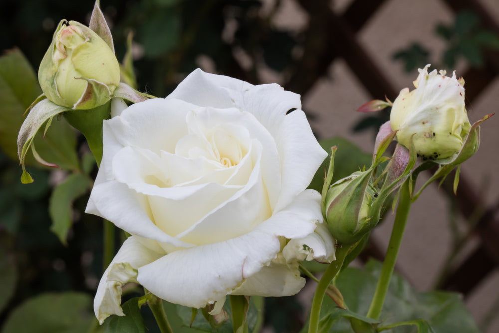 Pope John Paul II Rose Bush - 5 Gallon