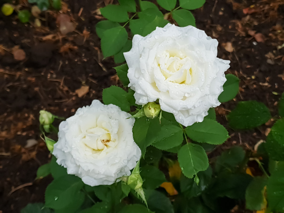 Pope John Paul II Rose Bush - 5 Gallon