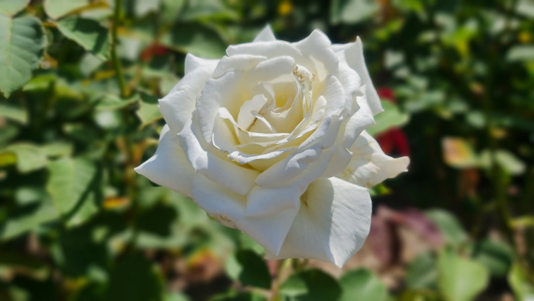 Pope John Paul II Rose Bush - 5 Gallon