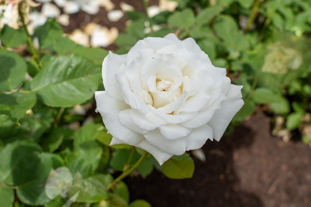 Pope John Paul II Rose Bush - 5 Gallon