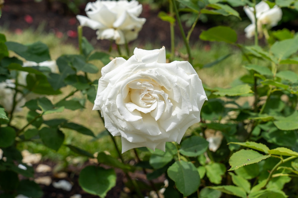 Pope John Paul II Rose Bush - 5 Gallon