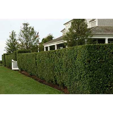 Wax Leaf Privet  - 15 Gallon Staked