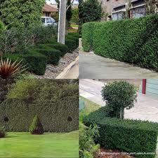 Wax leaf Privet  - 15 Gallon Bush