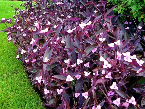 Tradescantia pallida 'Purple Heart' - 5 Gallon