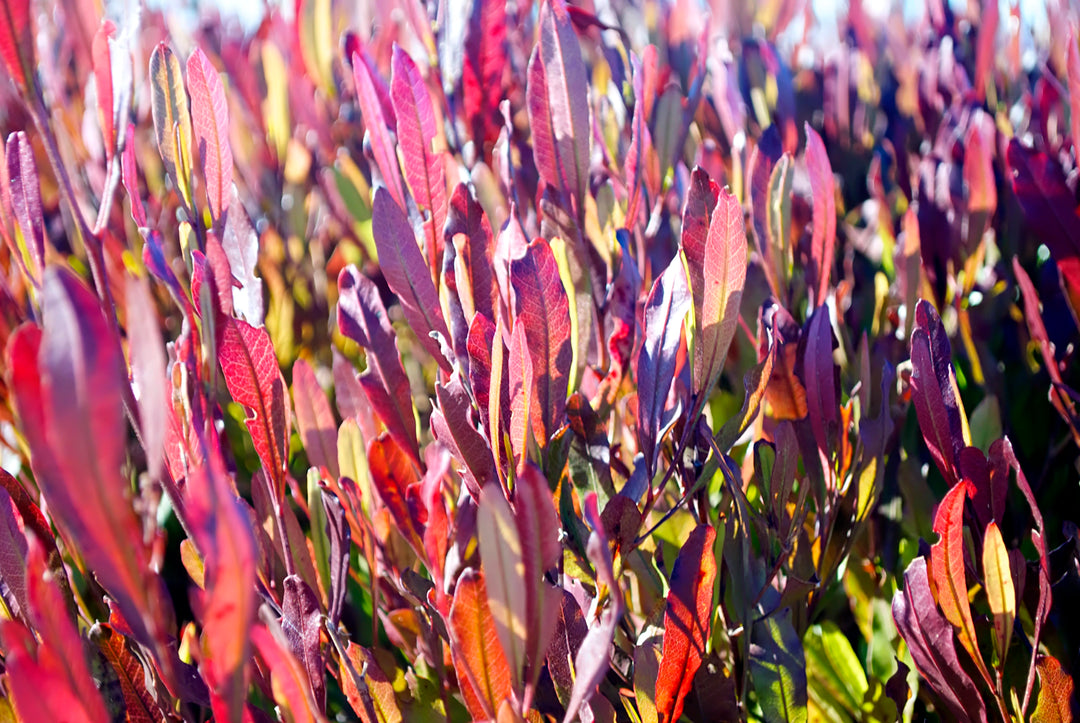hop seed plants Purple Hopseed Bush