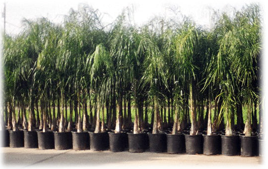 Arecastrum romanzoffianum 'Queen Palm' - 15 Gallon