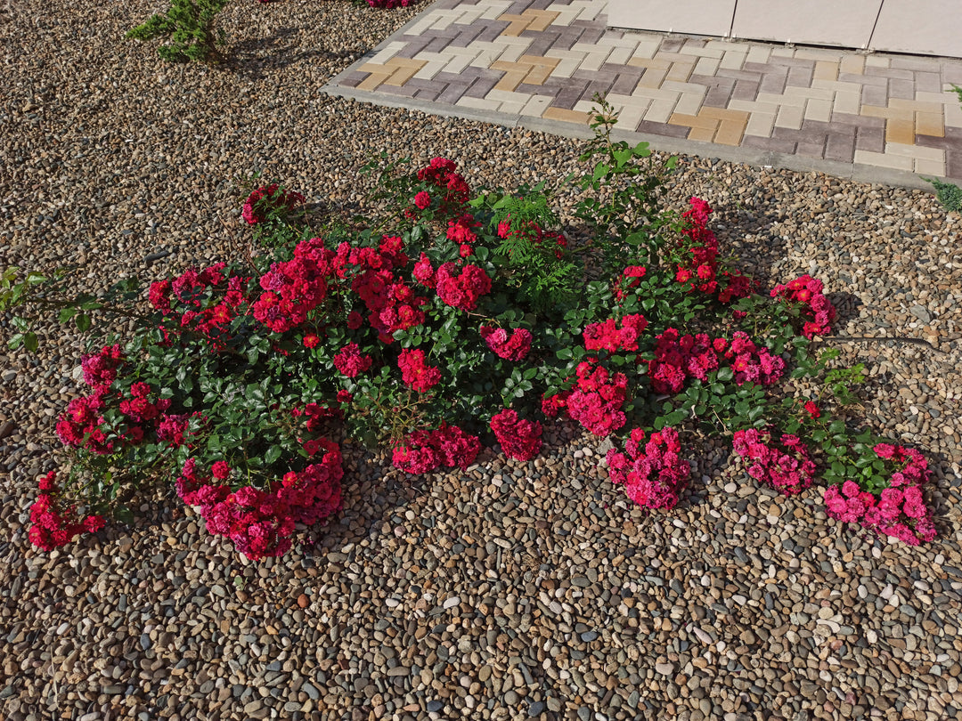 Red Groundcover Rose Bush - 5 Gallon