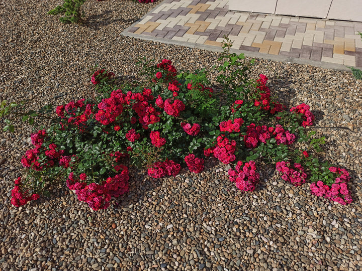 Red Groundcover Rose Bush - 5 Gallon