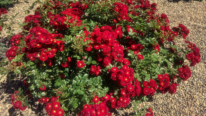 Red Groundcover Rose Bush - 5 Gallon