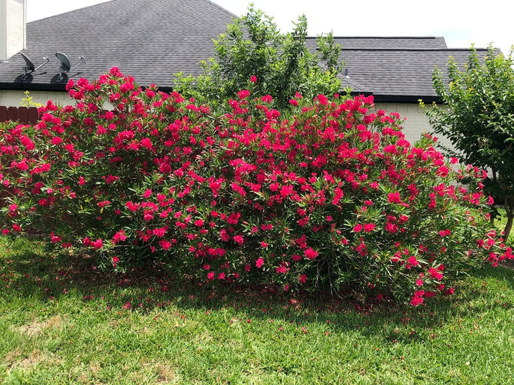 Red Oleander - 5 Gallon