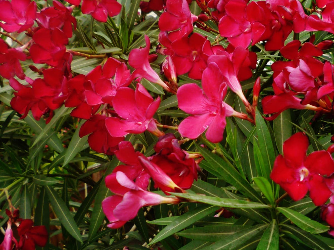 Red Oleander - 5 Gallon