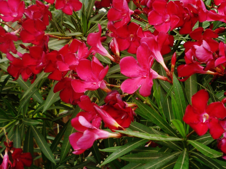 Red Oleander - 5 Gallon