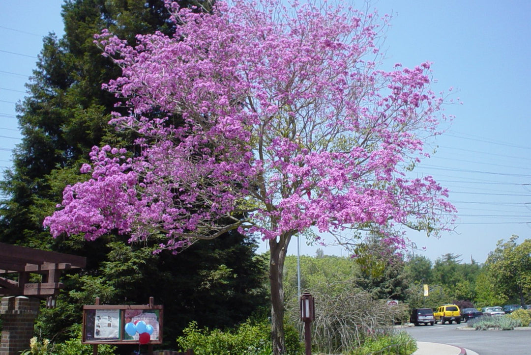 Ruby Robe Tree Robinia pseudoacacia 'Purple Robe' - 15 Gallon and 24