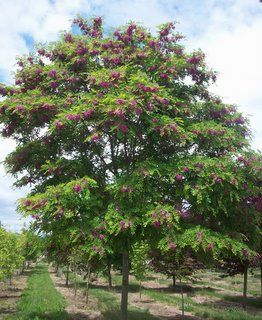 Robinia pseudoacacia 'Purple Robe' - 15 Gallon Standard