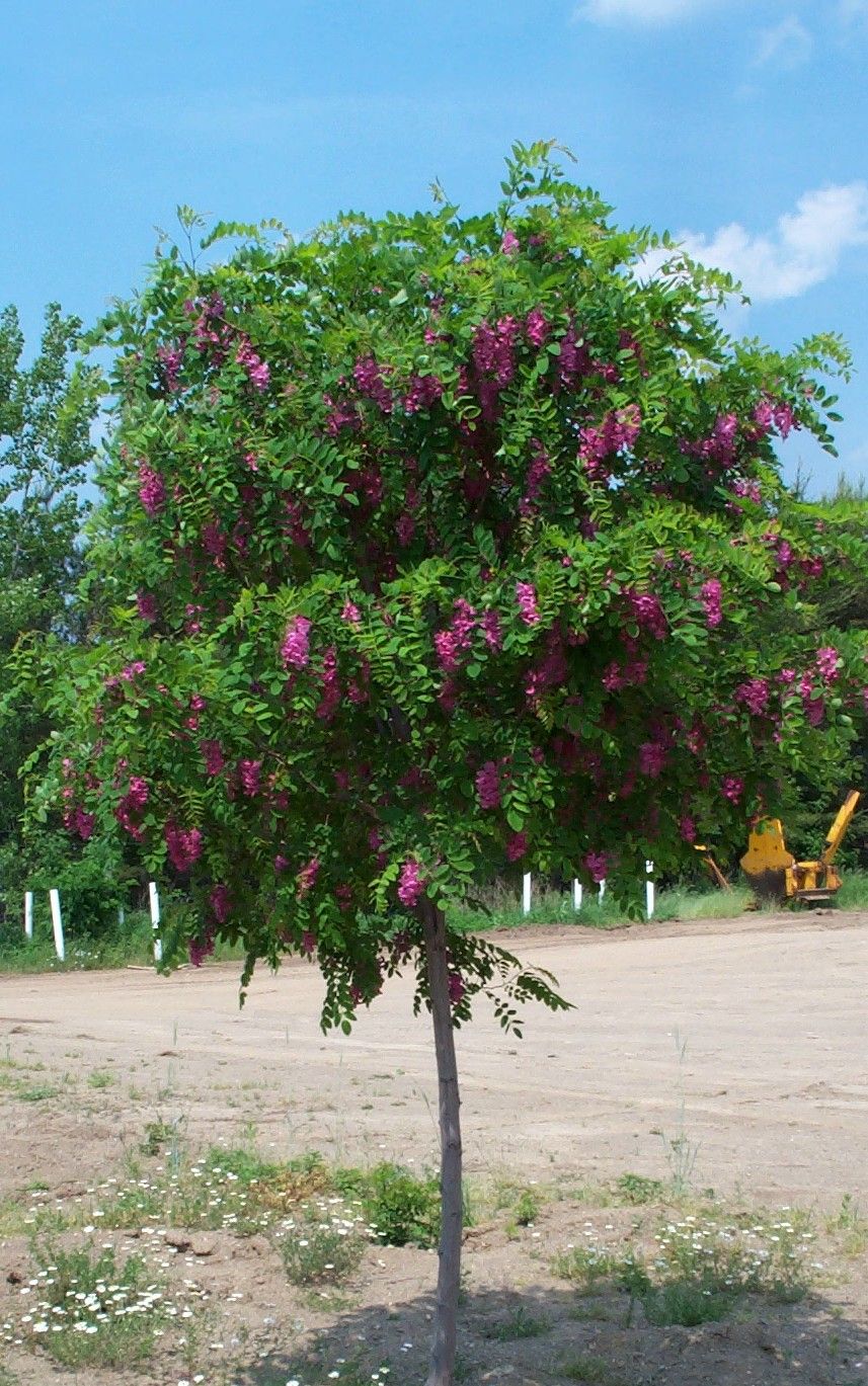 Robinia pseudoacacia 'Purple Robe' - 15 Gallon Standard