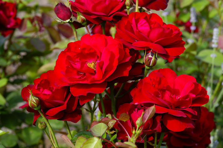 Red Iceberg Rose Bush - 5 Gallon