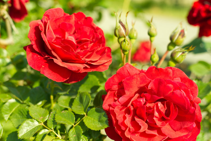 Red Iceberg Rose Bush - 5 Gallon