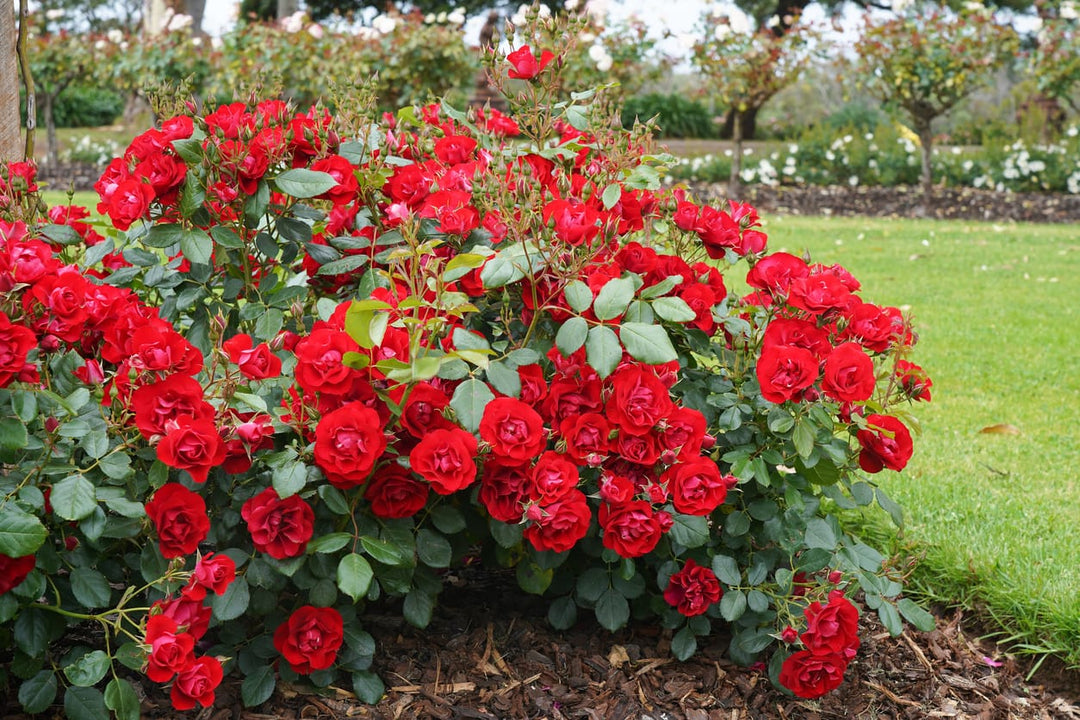 Rose Bush Java Rose Bushes for Sale | Garden Roses & Flowering Plants