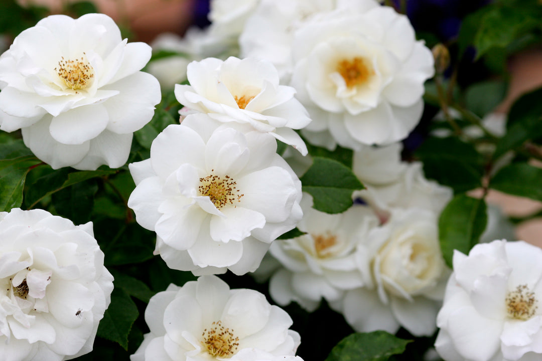 White Iceberg Rose Bush - 5 Gallon