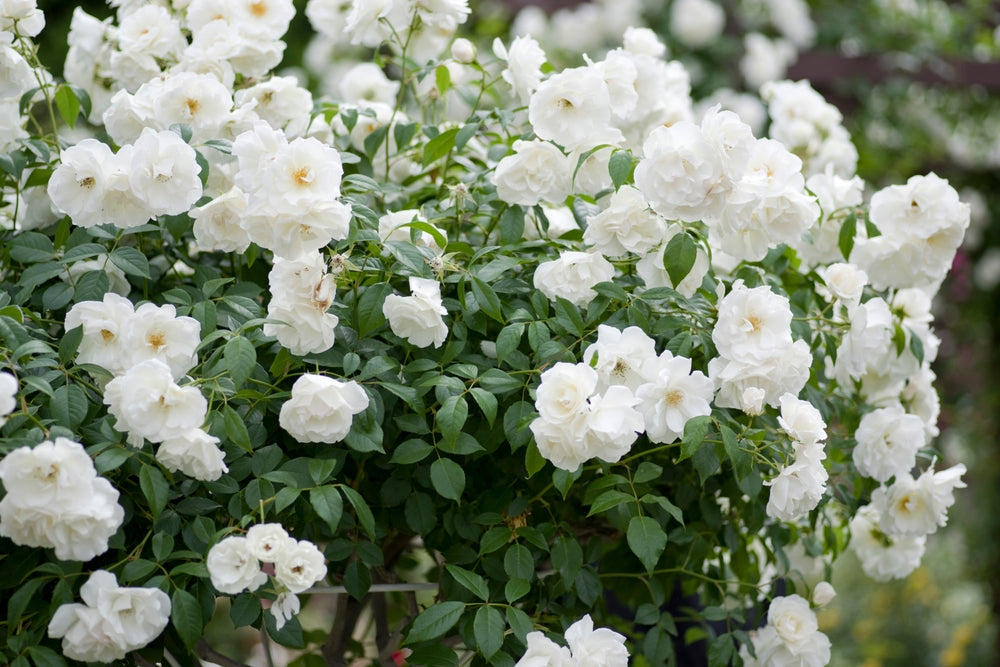 White Iceberg Rose Bush - 5 Gallon