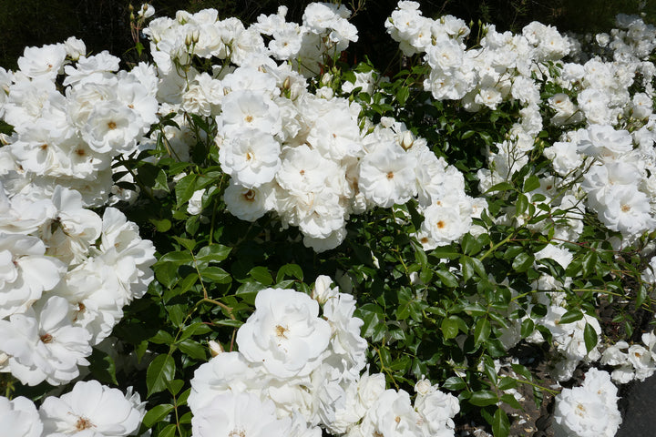 White Iceberg Rose Bush - 5 Gallon
