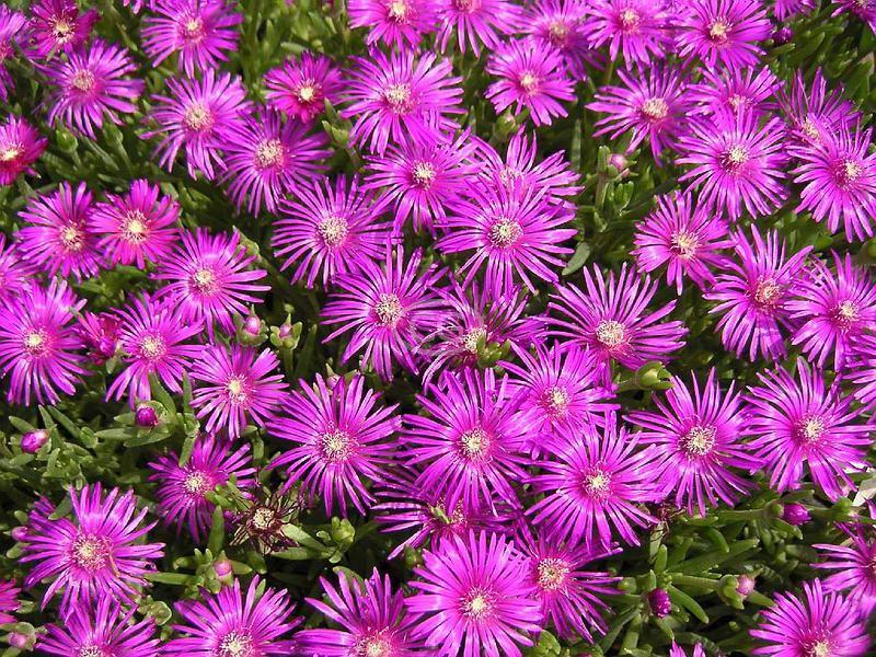 Rosea Purple Ice Plant - Flat